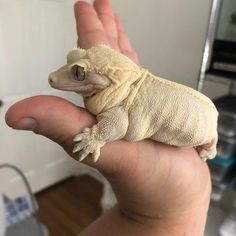 a small lizard sitting on top of someone's hand