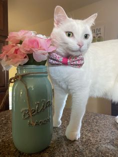 a white cat standing next to a blue mason jar with pink flowers in it's mouth