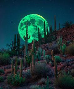 a full moon is shining in the sky over cactus plants