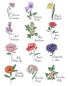 an image of flowers with names in english