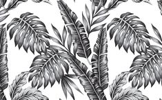 black and white palm leaves on a white background