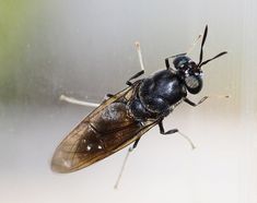 a black insect sitting on top of a window sill