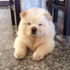 a small white dog sitting on top of a floor