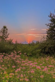 the sun is setting behind some trees and wildflowers in an open field with pink flowers