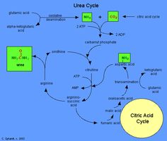 a diagram showing the steps in how to use an acid cycle