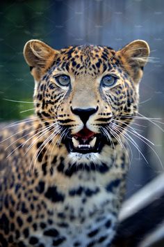 a close up of a leopard's face with it's mouth wide open