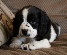 a black and white puppy laying on top of a couch