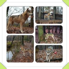 four pictures of dogs in the woods with leaves on the ground and trees around them