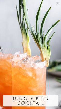 two glasses filled with orange juice and garnished with an aloea plant