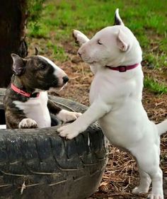 two dogs are playing with an old tire