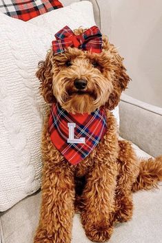 a brown dog wearing a red and blue plaid bow tie sitting on top of a couch