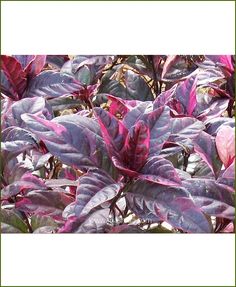 purple and green leaves are in the foreground, with white border around them on a sunny day