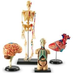 three human anatomy models on black bases with white backgrounnd and red top