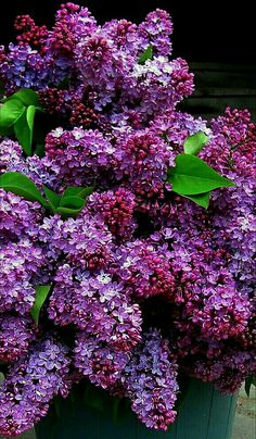 purple lilacs are blooming in the garden