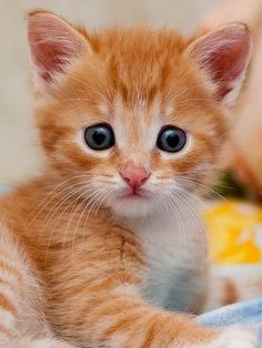 an orange kitten with blue eyes laying on a blanket