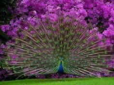 a peacock with its feathers spread out in front of purple flowers