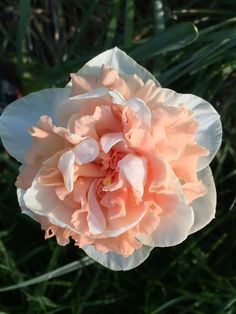 an orange and white flower is in the grass