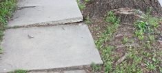 a sidewalk next to a tree with grass growing on the ground near it and a fire hydrant