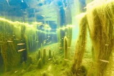 an underwater scene with algae and fish in the water