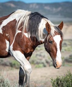 a brown and white horse standing on top of a grass covered field