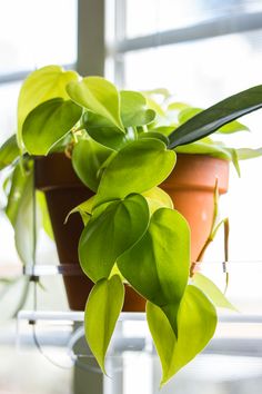 a potted plant with green leaves in front of a window