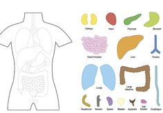 an image of the human body with organs and their corresponding parts to be cut out