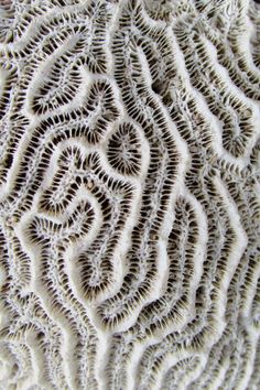 an image of a close up view of some corals