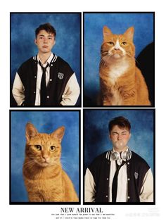 four different pictures of a man and two cats, one is an orange tabby cat