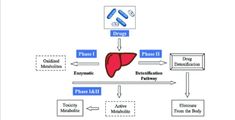 Introduction to Drug Metabolism Functional Group, Chemical Substances, Biochemistry, Our Body, The Body, Parenting