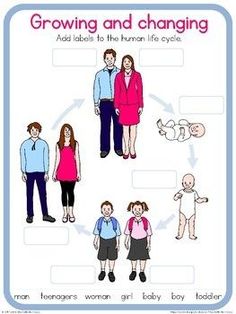 a woman and man life cycle worksheet for kids to learn how to grow and change