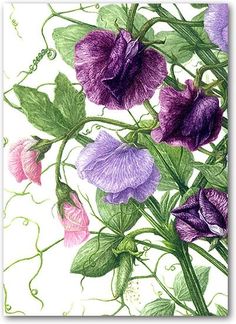 a painting of purple and pink flowers on a white background