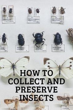 How to Collect and Preserve Insects Taxidermy Diy, Futurama Characters, Insect Box