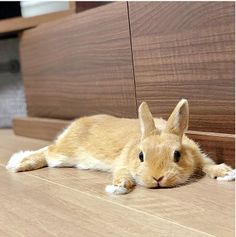 an orange bunny rabbit laying on the floor next to a wooden cabinet door and looking at the camera