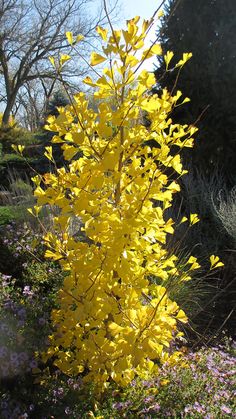 Goldspire™ ginkgo (Ginkgo biloba ‘Blagon’, Zones 4–9) Columnar Ginkgo Tree, Goldspire Ginkgo Tree, Sky Tower Ginkgo Tree, Ginko Tree Garden, Zone 7 Landscaping Front Yards, Gingko Biloba Tree, Prehistoric Plants, Yellow Shrubs, Gingko Tree