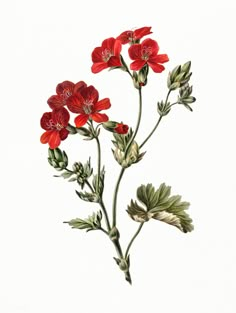 red flowers with green leaves and stems on a white background, watercolor drawing or engraving