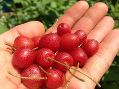 a person holding some red berries in their hand