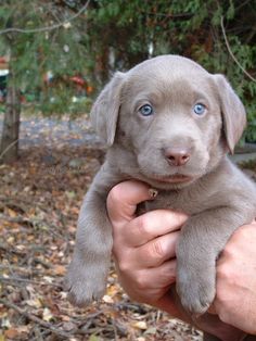 a person holding a gray puppy in their hand with leaves on the ground behind them