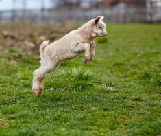 a small white dog jumping in the air