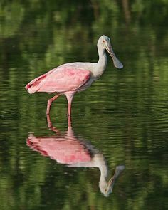 a pink and white bird is standing in the water with its reflection on the surface