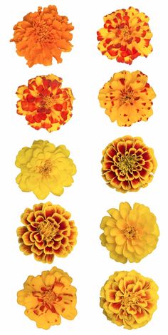 several different types of flowers are shown in this image, including orange and yellow petals