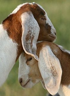 two brown and white goats standing next to each other