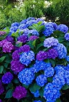 blue and purple flowers are growing in the garden