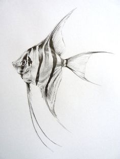 a pencil drawing of a fish on a white paper