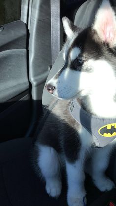 a husky dog sitting in the back seat of a car wearing a batman bandana