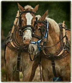 two brown horses standing next to each other with harnesses on their heads and bridles