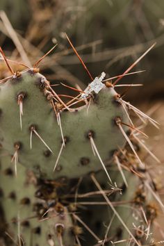 a close up of a cactus with many small needles on it's back end