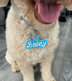 a white dog with a name tag on it's collar