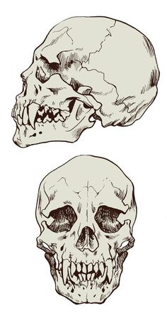 two human skulls with different facial expressions