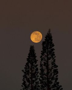 the full moon is seen behind some pine trees