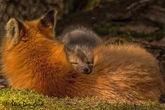 a baby fox curled up in the grass with its head on it's back